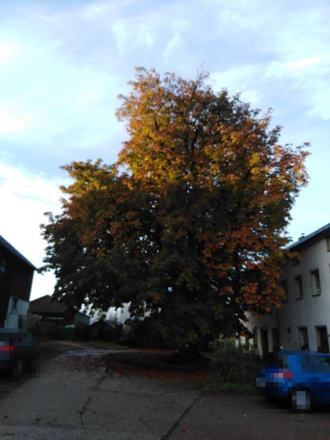 Landpension Haupt Sebnitz Exterior foto